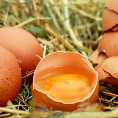 Jakie kury znoszą jajka bez cholesterolu? Odkryj rasy z niższym cholesterolem