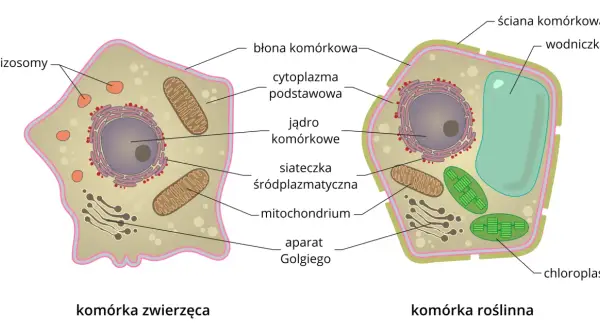 Czym różni się komórka roślinna od zwierzęcej? Kluczowe różnice, które musisz znać